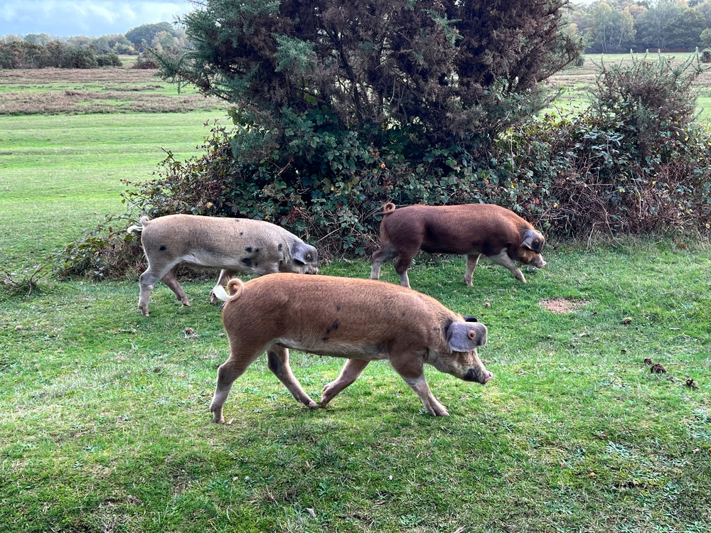 Cattle grazing beside a hedge in the English countryside