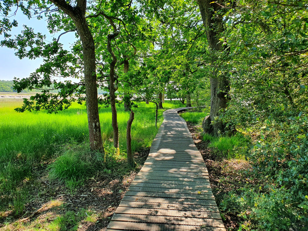 A wooden footbridge leading through green woodland beside a field