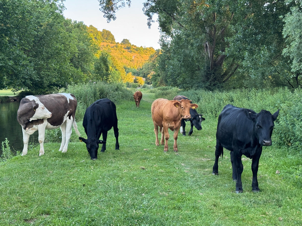 Cattle grazing beside a river surrounded by trees and green countryside
